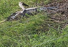 Lietuvoje siaučia audra: 15min skaitytojai dalijasi vaizdais