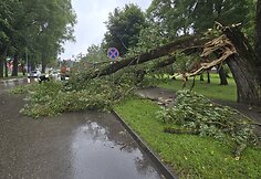 Šilutėje stiprus vėjo gūsis nulaužė gluosnį