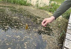 Dumblių niokojamas Žiežulio ežeras Varėnoje