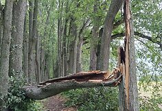 Audros padariniai Anyk&scaron;čių regioninio parko teritorijoje