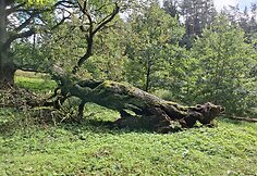 Audros neatlaikė Pavarių liepa