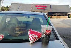 Auksinis pernyk&scaron;tis ruduo Meine