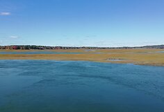 Auksinis pernyk&scaron;tis ruduo Meine