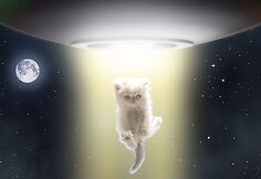 J. Seguros kačiukas Napoleonas