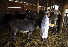 Zasavicos ferma