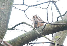 Mežygirijos rezidencijoje