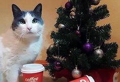 Estų „Coffee In“