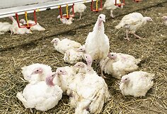 Leono Rutkausko kalakutų ūkis