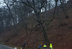 Medžių genėjimas Verkių parke