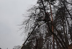Medžių genėjimas Verkių parke
