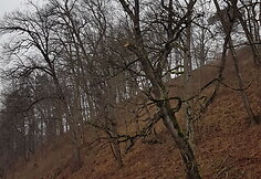 Medžių genėjimas Verkių parke