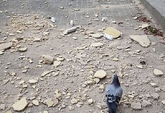 Zagrebas po žemės drebėjimo