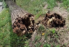 Išverstas medis Vilniaus Minties gatvėje