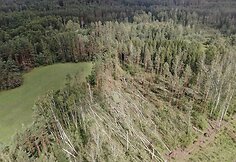 Audros i&scaron;vartyti medžiai mi&scaron;kuose