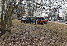Sužymėti medžiai Priegliaus gatvėje