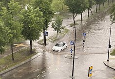 Liūtis skandina Alytų