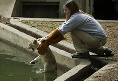 Liūtukams vanduo nelabai patinka