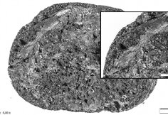 Archeologinė duona i&scaron; Apuolės piliakalnio. Nuotraukoje matyti suanglėjusioje duonoje esantis grūdas.