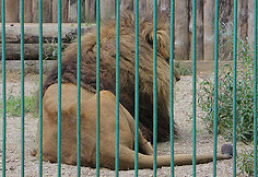 Lietuvos zoologijos sodas laukia lankytojų.