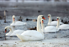 Gulbės ir antys žiema Nemune