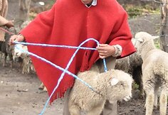 Vienas populiariausių gyvūnų turguje - avis