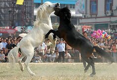 Eržilu kovos Filipinuose ir kitose Azijos šalyse labai populiarios