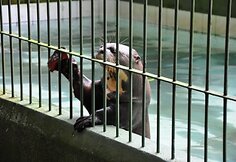 Manauso miesto zoologijos sodo gyventojas