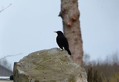 Juodasis strazdas