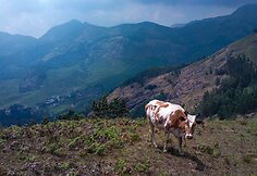 Munar&lsquo;o apylinkės garsios ne tik arbatos plantacijomis, bet ir namų gamybos pieni&scaron;ku &scaron;okoladu. Ne visos Indijos karvytės džiaugiasi tokiomis ganyklomis.