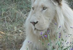 Batasis liūtas Simba