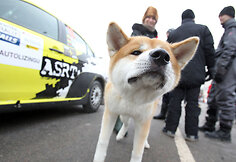&bdquo;Halls Winter Rally 2013&ldquo; serviso zona