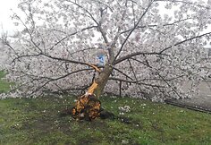 Sakurų parke &ndash; japonų turistų a&scaron;aros: Velykų rytą medžius čia i&scaron;vartė &scaron;iuk&scaron;liavežė