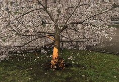 Sakurų parke &ndash; japonų turistų a&scaron;aros: Velykų rytą medžius čia i&scaron;vartė &scaron;iuk&scaron;liavežė