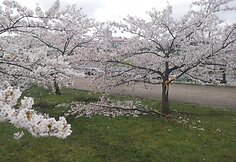 Sakurų parke &ndash; japonų turistų a&scaron;aros: Velykų rytą medžius čia i&scaron;vartė &scaron;iuk&scaron;liavežė