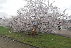 Sakurų parke &ndash; japonų turistų a&scaron;aros: Velykų rytą medžius čia i&scaron;vartė &scaron;iuk&scaron;liavežė