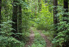 &Scaron;ereiklaukio mi&scaron;ko takas