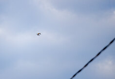 Policija dronu filmavo vietą, kurioje nukrito lėktuvas