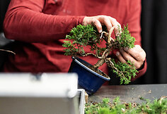 NTC Bonsai jaunųjų talentų konkursas