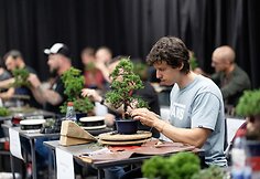 NTC Bonsai jaunųjų talentų konkursas