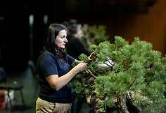 Europos ir pasaulio bonsai &ndash; meistrų parodomoji demonstracija
