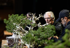 Europos ir pasaulio bonsai &ndash; meistrų parodomoji demonstracija