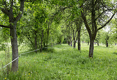 Pūčkoriai
