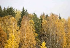 Auksinis ruduo Vilniuje