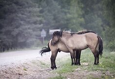 Latvijos pajūrys