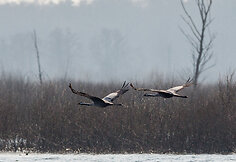 Grįžtantys pirmieji pauk&scaron;čiai