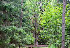 Grybi&scaron;kių ąžuolas