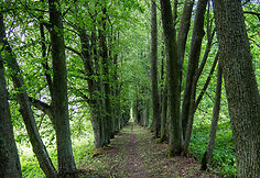 Danili&scaron;kio liepų alėja