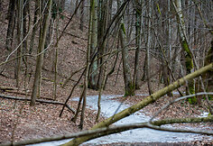 Kalvarijų Kryžiaus kelias