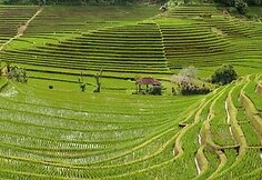 Terasų laukuose ką tik pasodinti ryžių daigai (Balis, Indonezija)