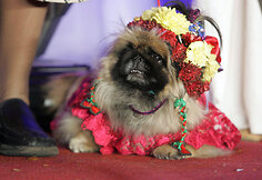 Konkurso „Dog-o-weenas“ akimirka